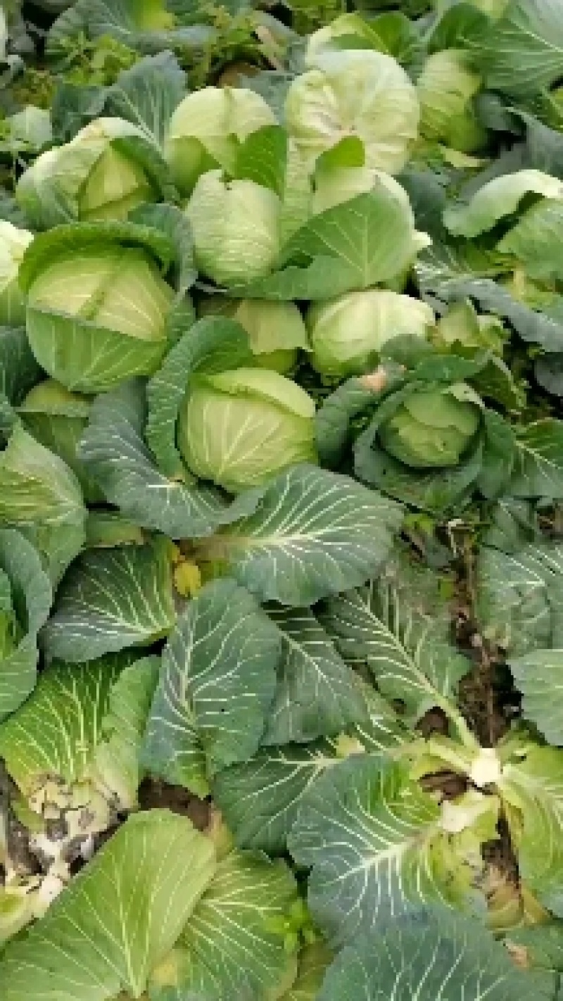 湖北省利川优质莲花白