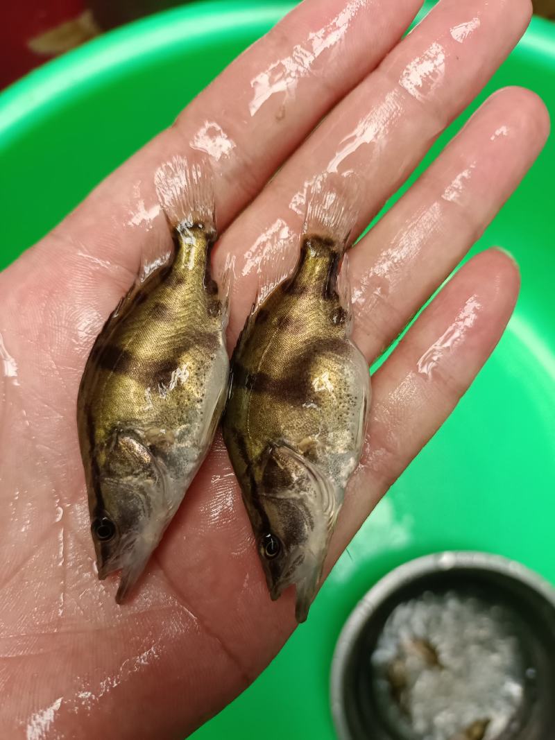 优质鳜鱼苗桂花苗肉食性鳌桂鱼公分苗寸苗、场地直销