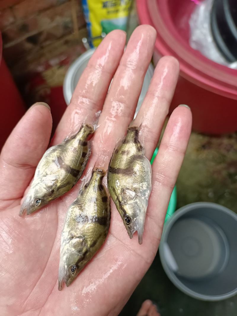 优质鳜鱼苗桂花苗肉食性鳌桂鱼公分苗寸苗、场地直销