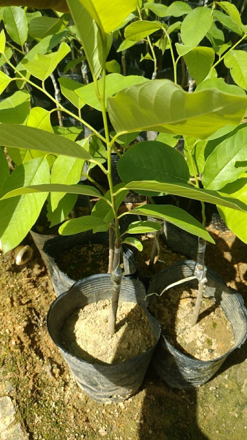 释迦果苗果实1斤多大量经营欢迎订购