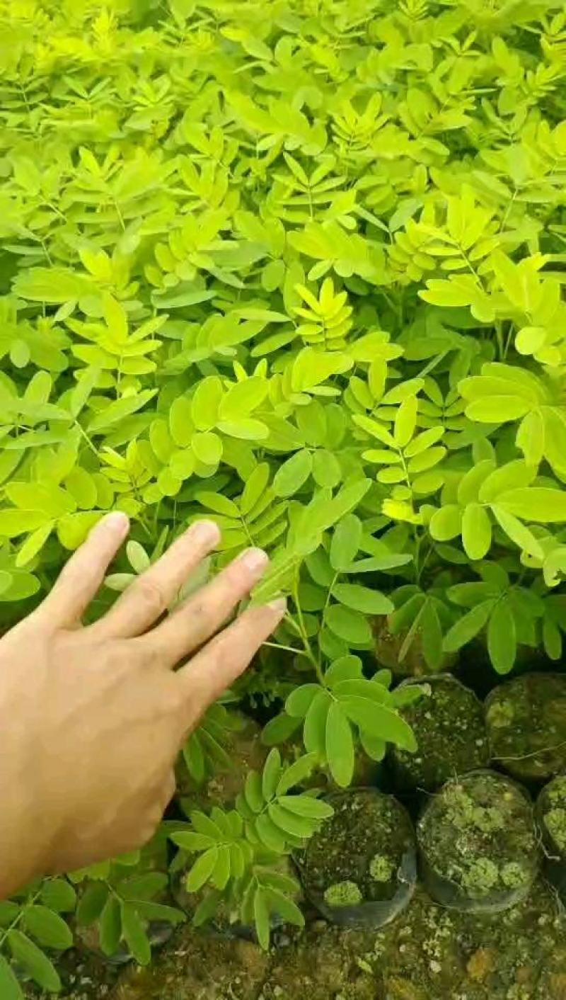 黄槐小苗1米至1.5米，1-2公分1.5至2米大量经营