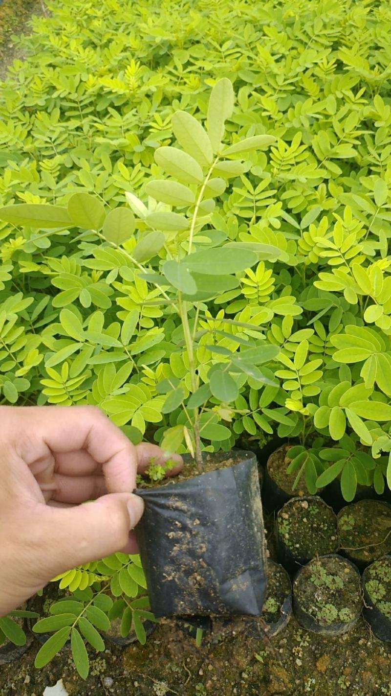 黄槐小苗1米至1.5米，1-2公分1.5至2米大量经营