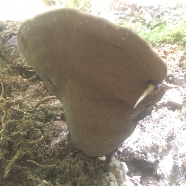 高山野生灵芝，