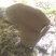 高山野生灵芝，