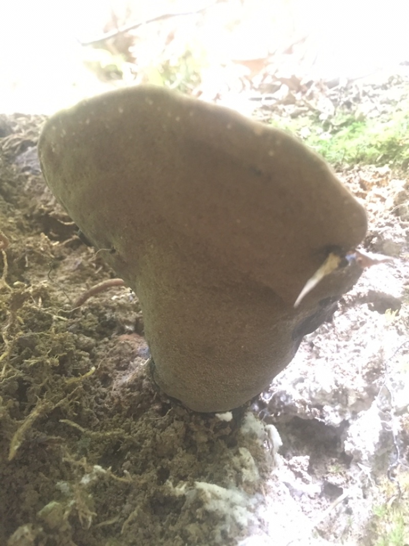 高山野生灵芝，