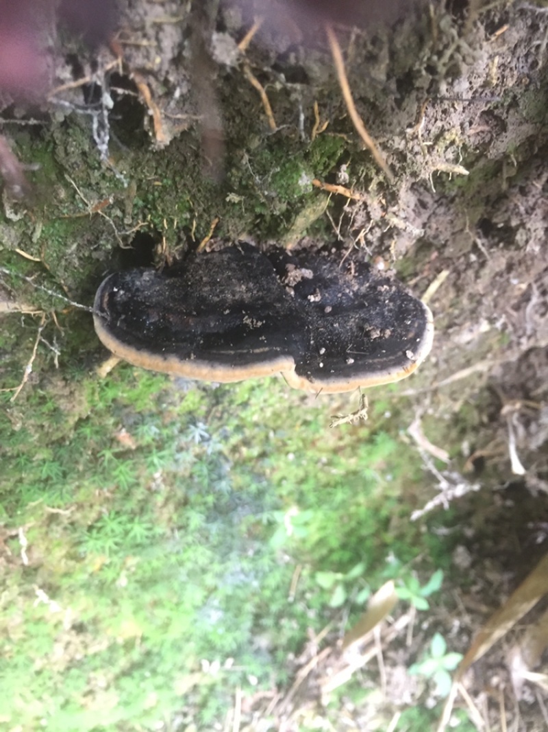 高山野生灵芝，