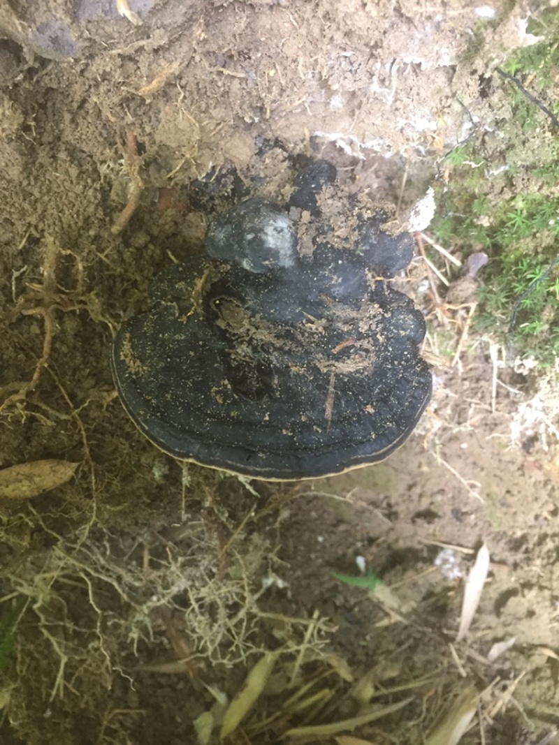 高山野生灵芝，