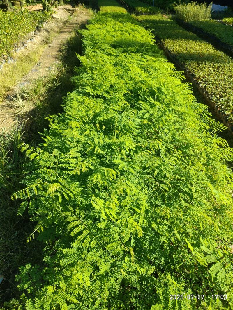 凤凰木新苗有10公分高了。