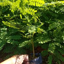 凤凰木新苗有10公分高了。