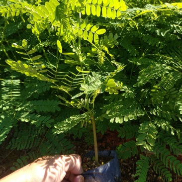 凤凰木新苗有10公分高了。