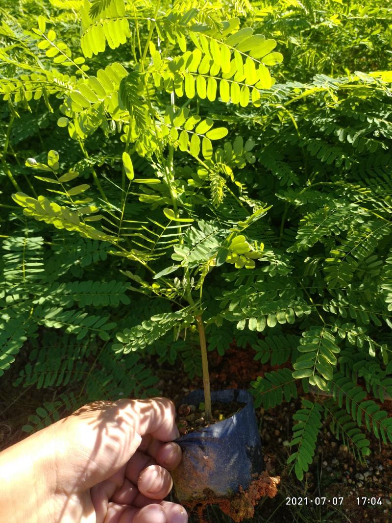 凤凰木新苗有10公分高了。