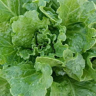 生菜
