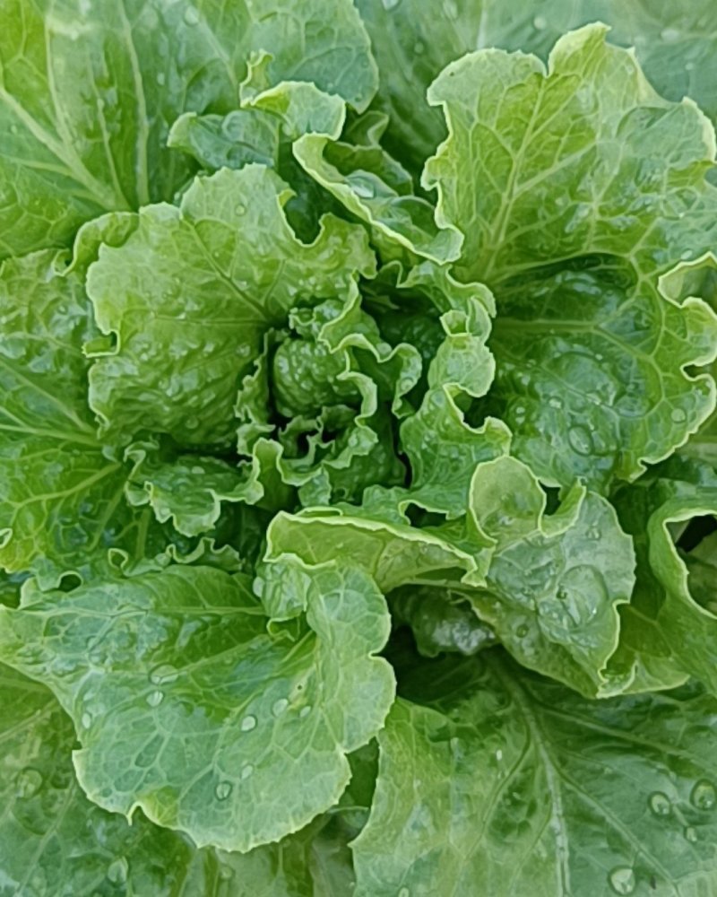 生菜