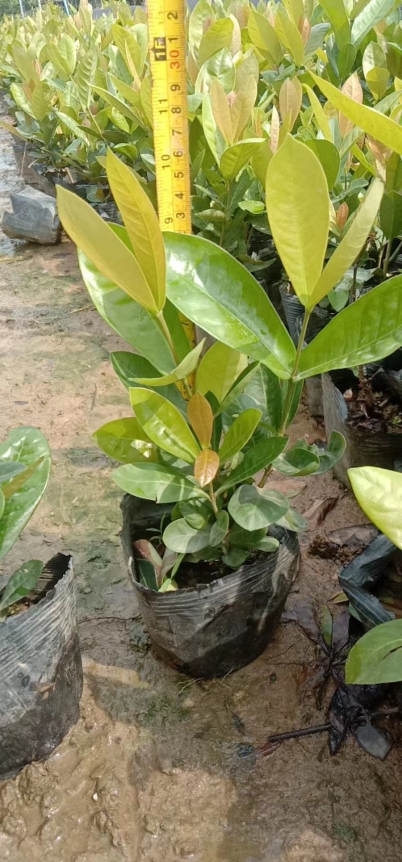 大、小叶龙船花有红黄两种颜色，价格优惠，自家种植…