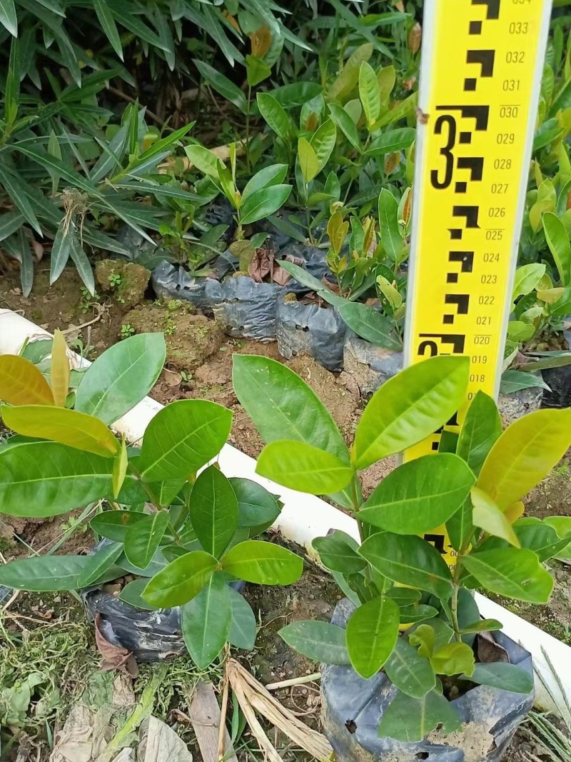 大、小叶龙船花有红黄两种颜色，价格优惠，自家种植…