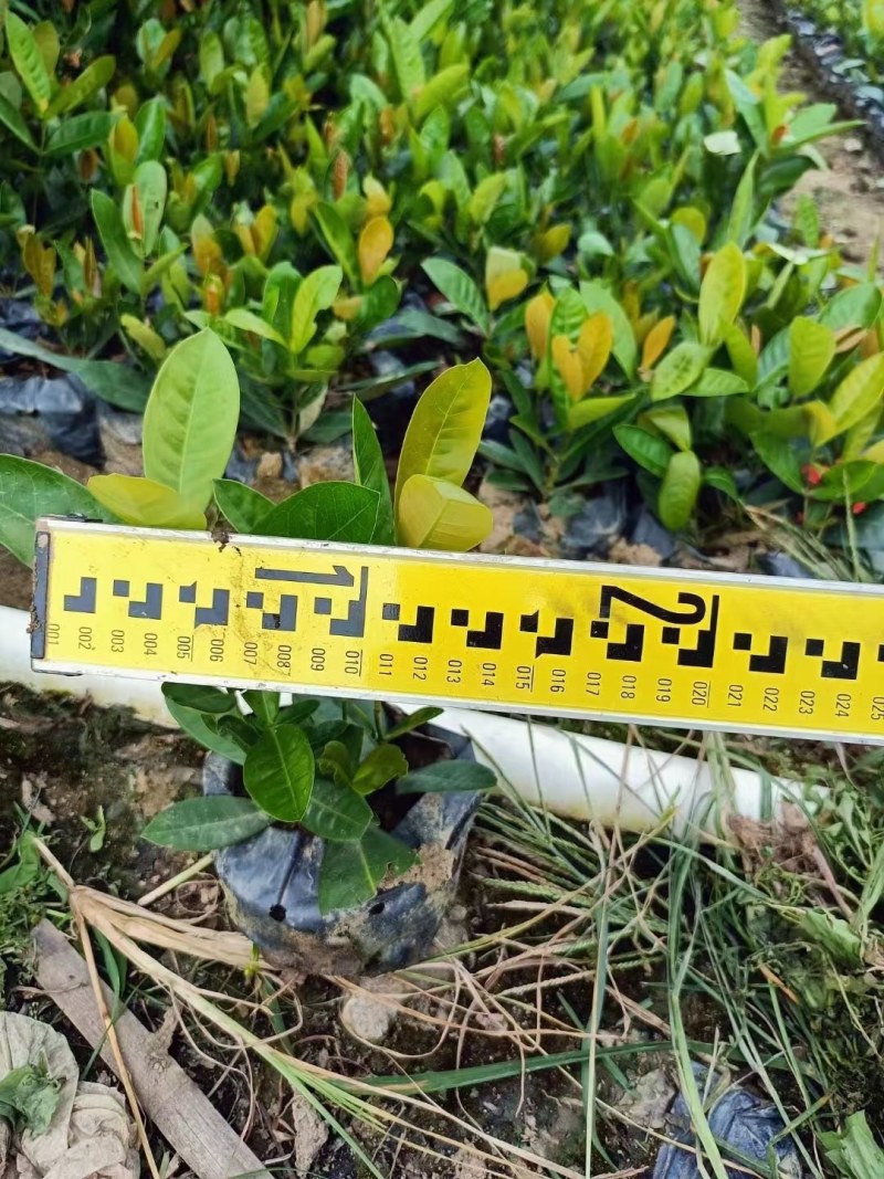 大、小叶龙船花有红黄两种颜色，价格优惠，自家种植…
