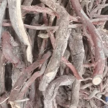 野生中药材红穿破石根状元红可切片批发零售
