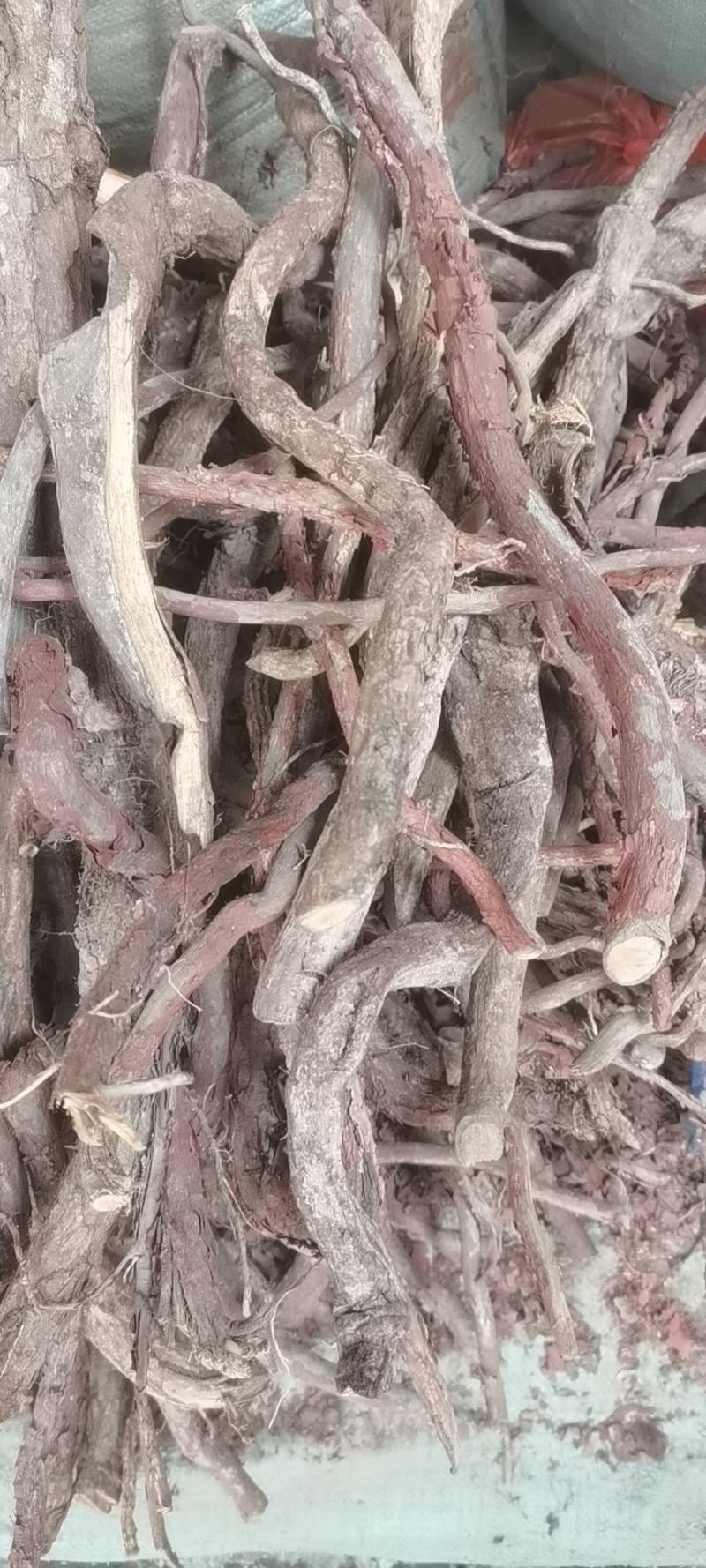 野生中药材红穿破石根状元红可切片批发零售