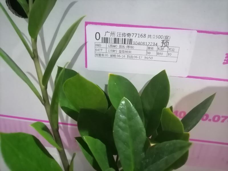 金钱树基地直供90#110#易养耐旱叶片翠绿
