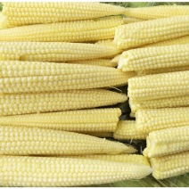 无农药现摘甜玉米笋迷你玉米笋水果玉米新鲜沙拉蔬菜食材包邮