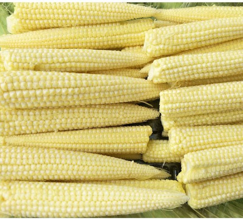无农药现摘甜玉米笋迷你玉米笋水果玉米新鲜沙拉蔬菜食材包邮