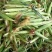 无农药现摘甜玉米笋迷你玉米笋水果玉米新鲜沙拉蔬菜食材包邮