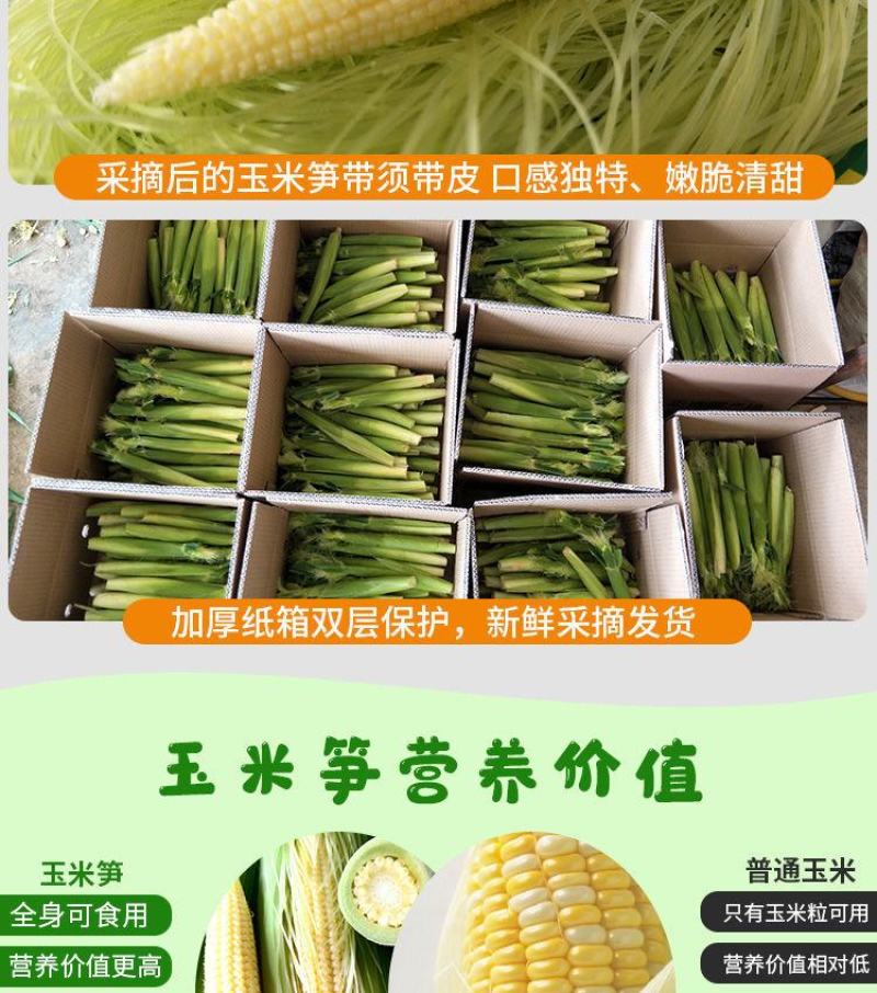 无农药现摘甜玉米笋迷你玉米笋水果玉米新鲜沙拉蔬菜食材包邮