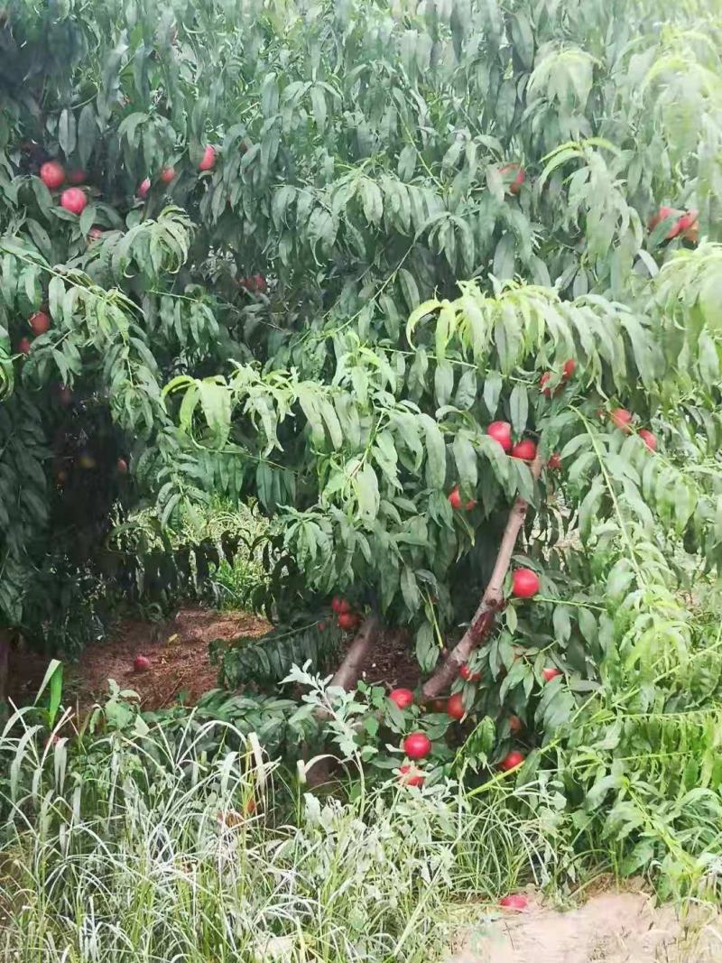 中油二十白肉油桃产地一手货源大量上市，欢迎合作！