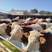 肉牛西门塔尔种牛肉牛成年公牛小母牛肉牛出售肉牛养殖