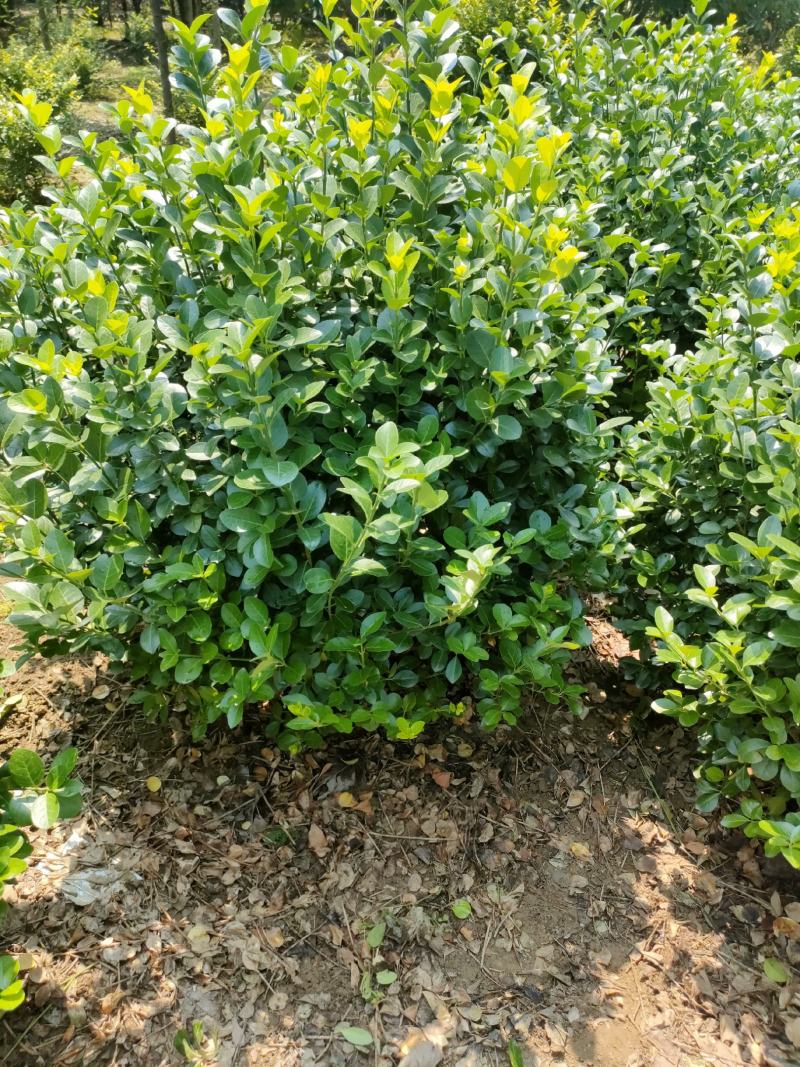 扶芳藤球又名卫矛球:毛球，精球，半毛球适用于绿化工程用
