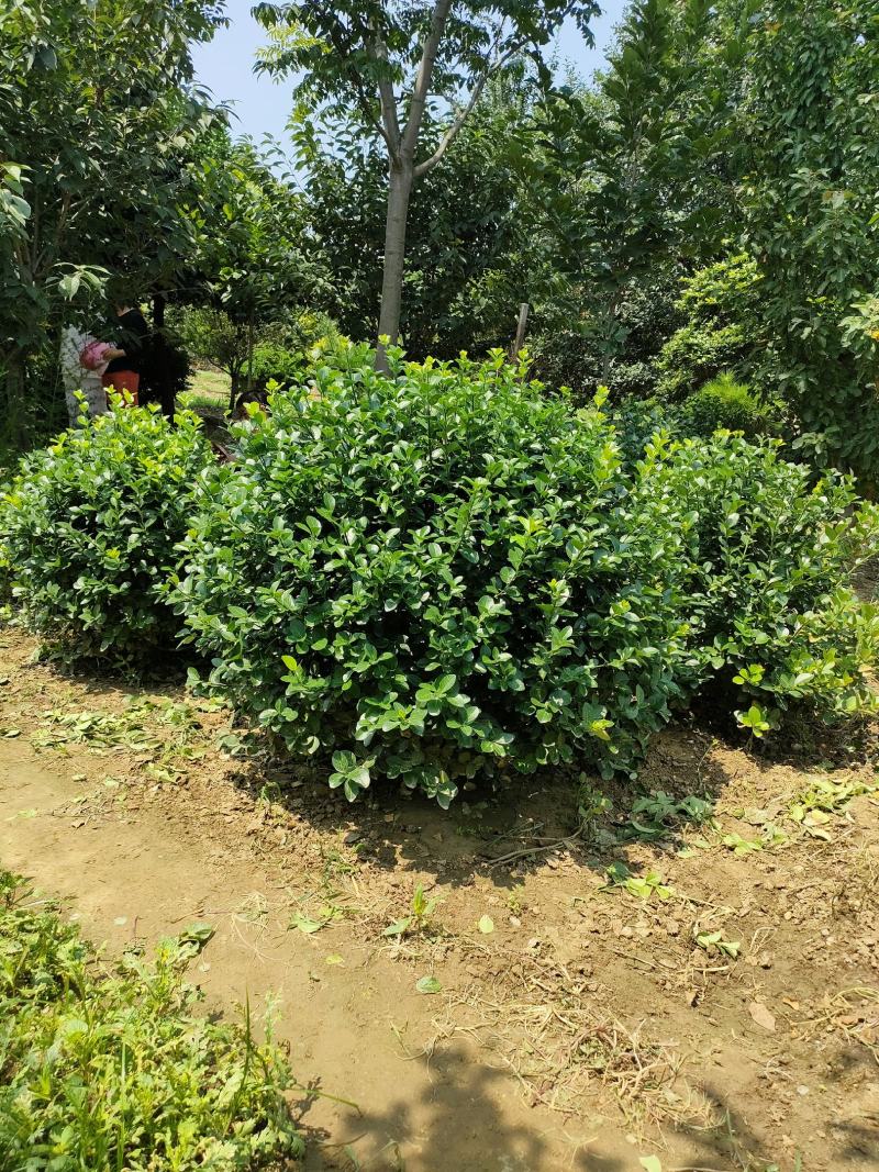 扶芳藤球又名卫矛球:毛球，精球，半毛球适用于绿化工程用