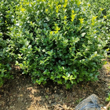 扶芳藤球又名卫矛球:毛球，精球，半毛球适用于绿化工程用