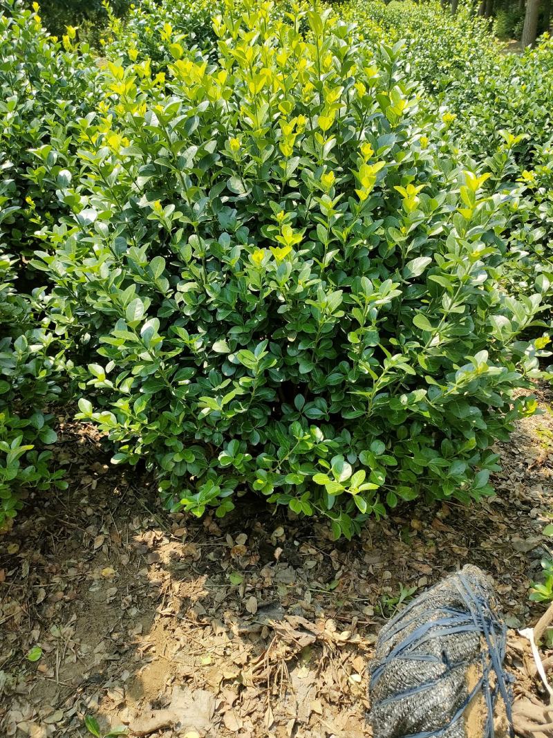 扶芳藤球又名卫矛球:毛球，精球，半毛球适用于绿化工程用