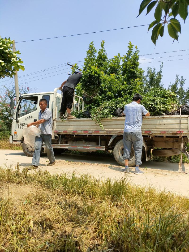 扶芳藤球又名卫矛球:毛球，精球，半毛球适用于绿化工程用