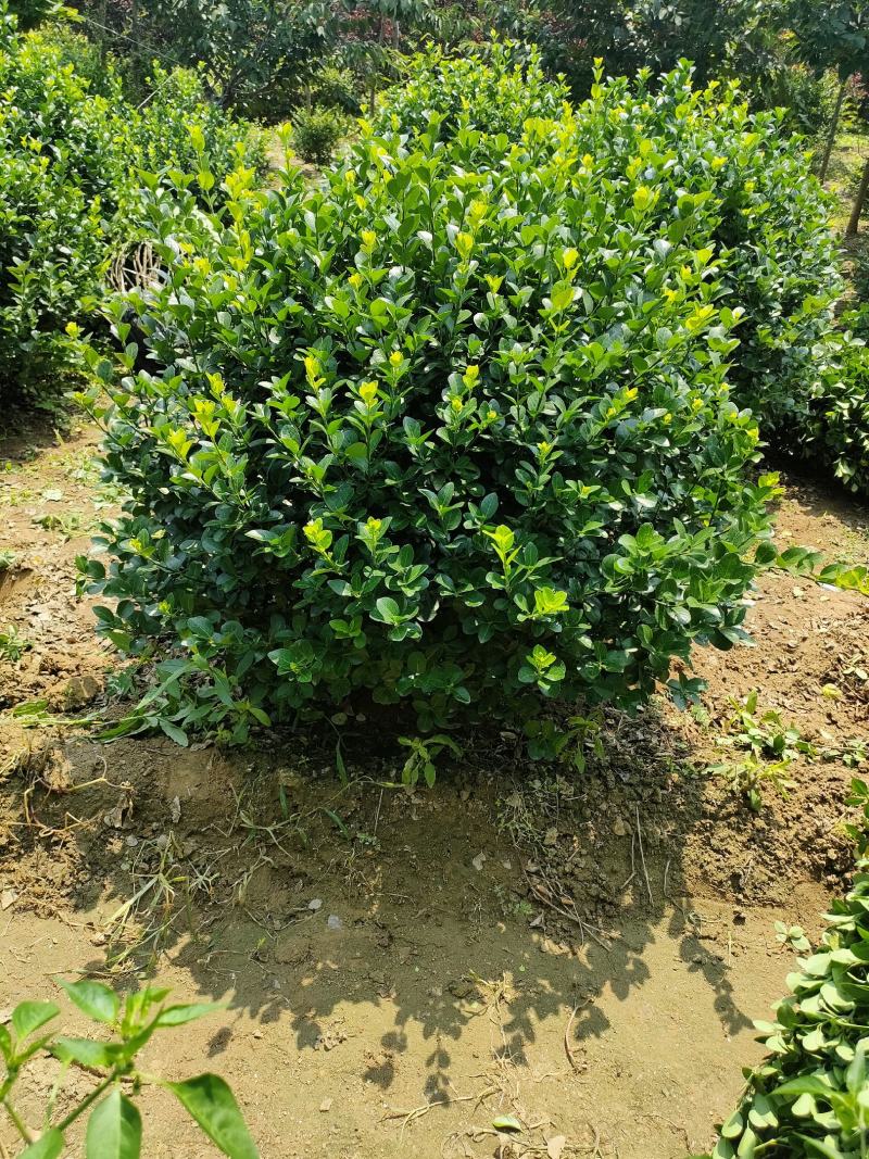 扶芳藤球又名卫矛球:毛球，精球，半毛球适用于绿化工程用