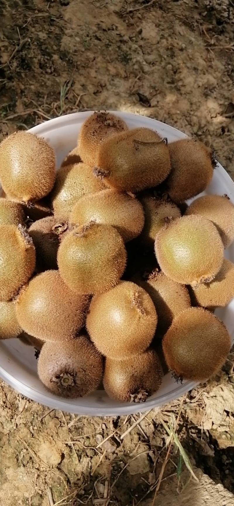 弥候桃种植面巨大：品种多：规格齐：个大甜度高：欢迎地头订