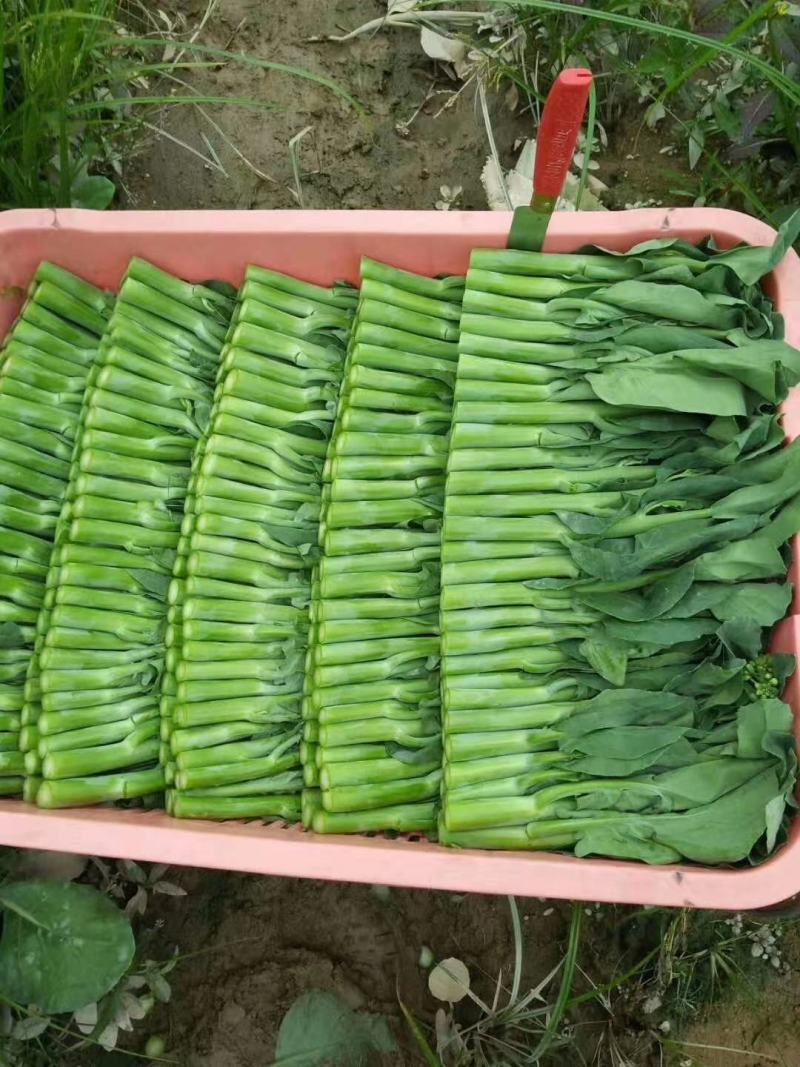 高档耐热抗病毒青芥兰种子