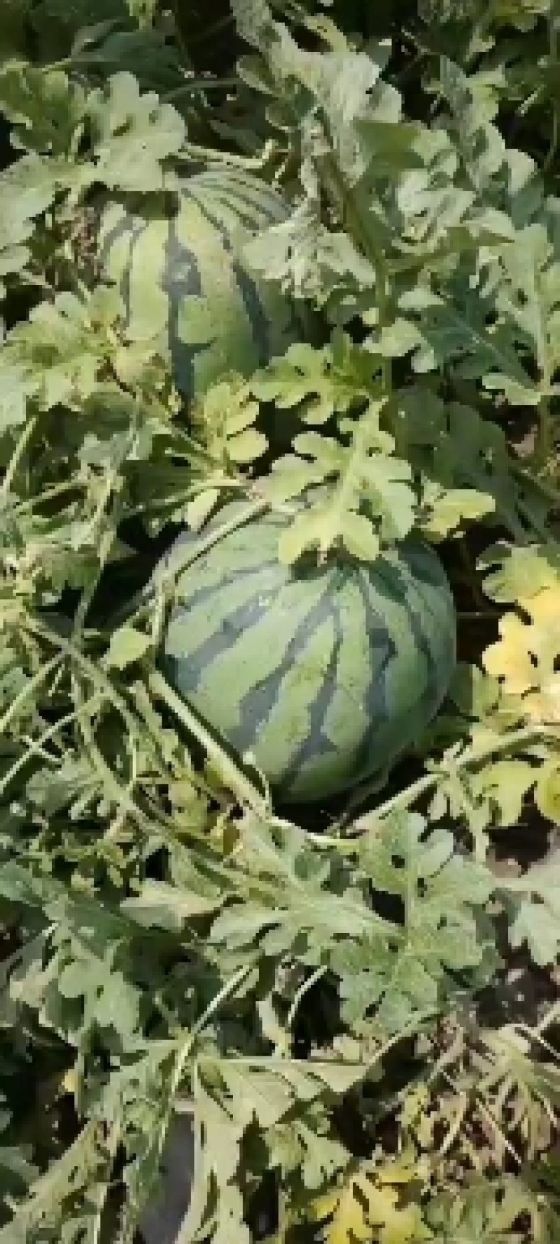 什么西瓜都有