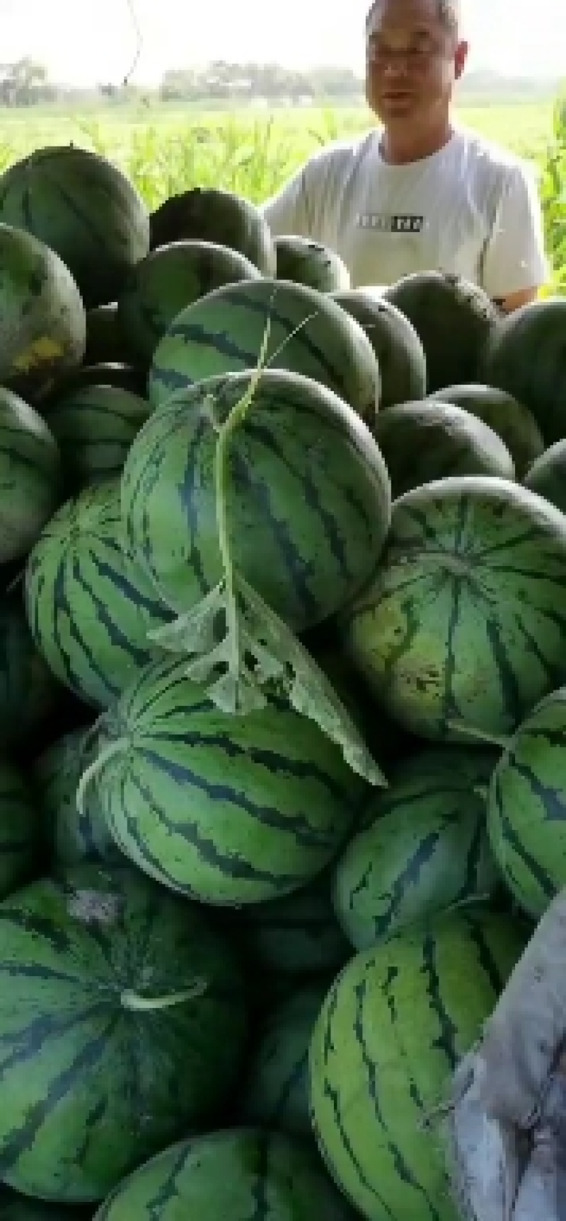 什么西瓜都有