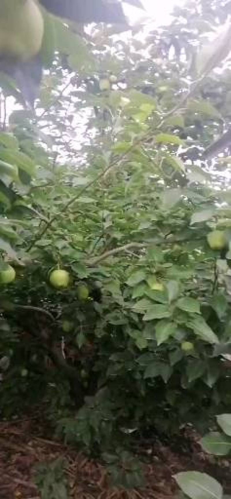 阳信早酥梨皮薄汁多，脆甜可口，老少皆宜，欢迎各大客商洽谈