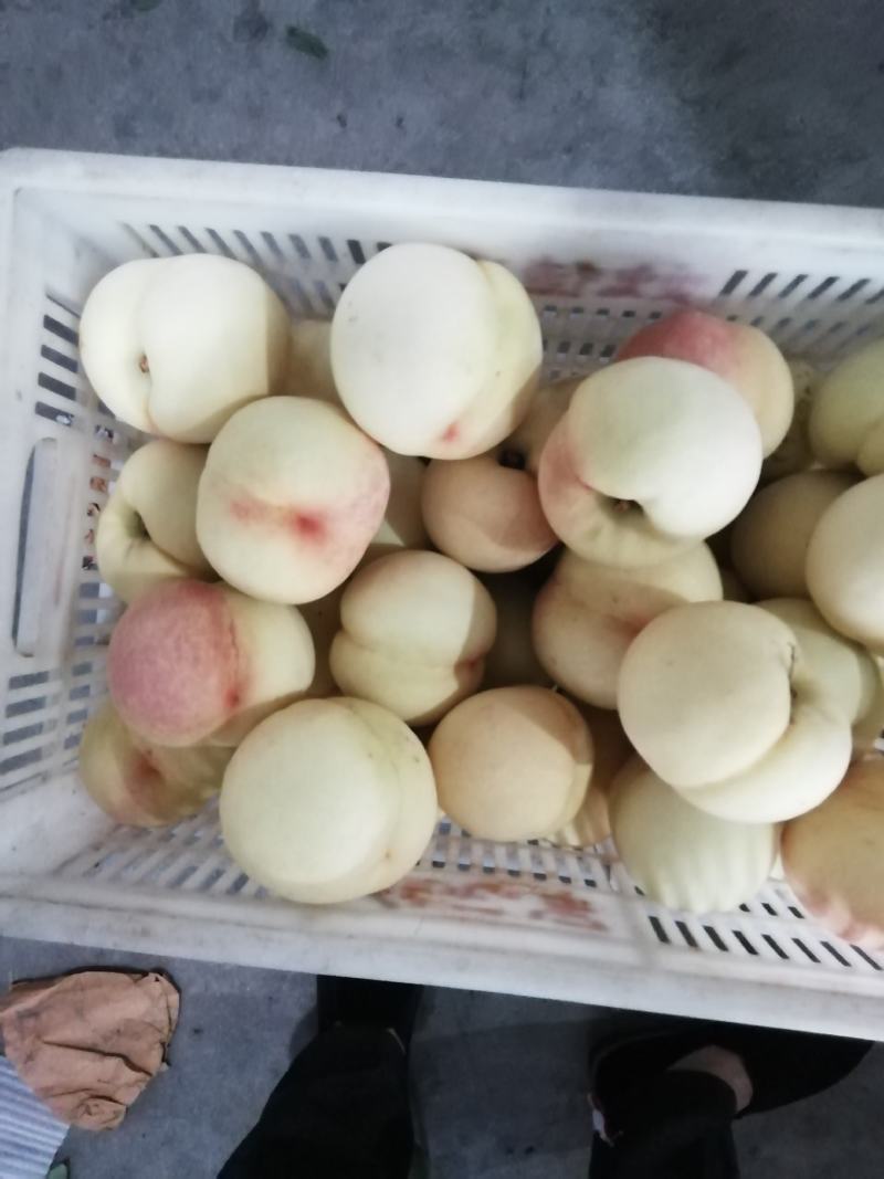 早生水蜜桃