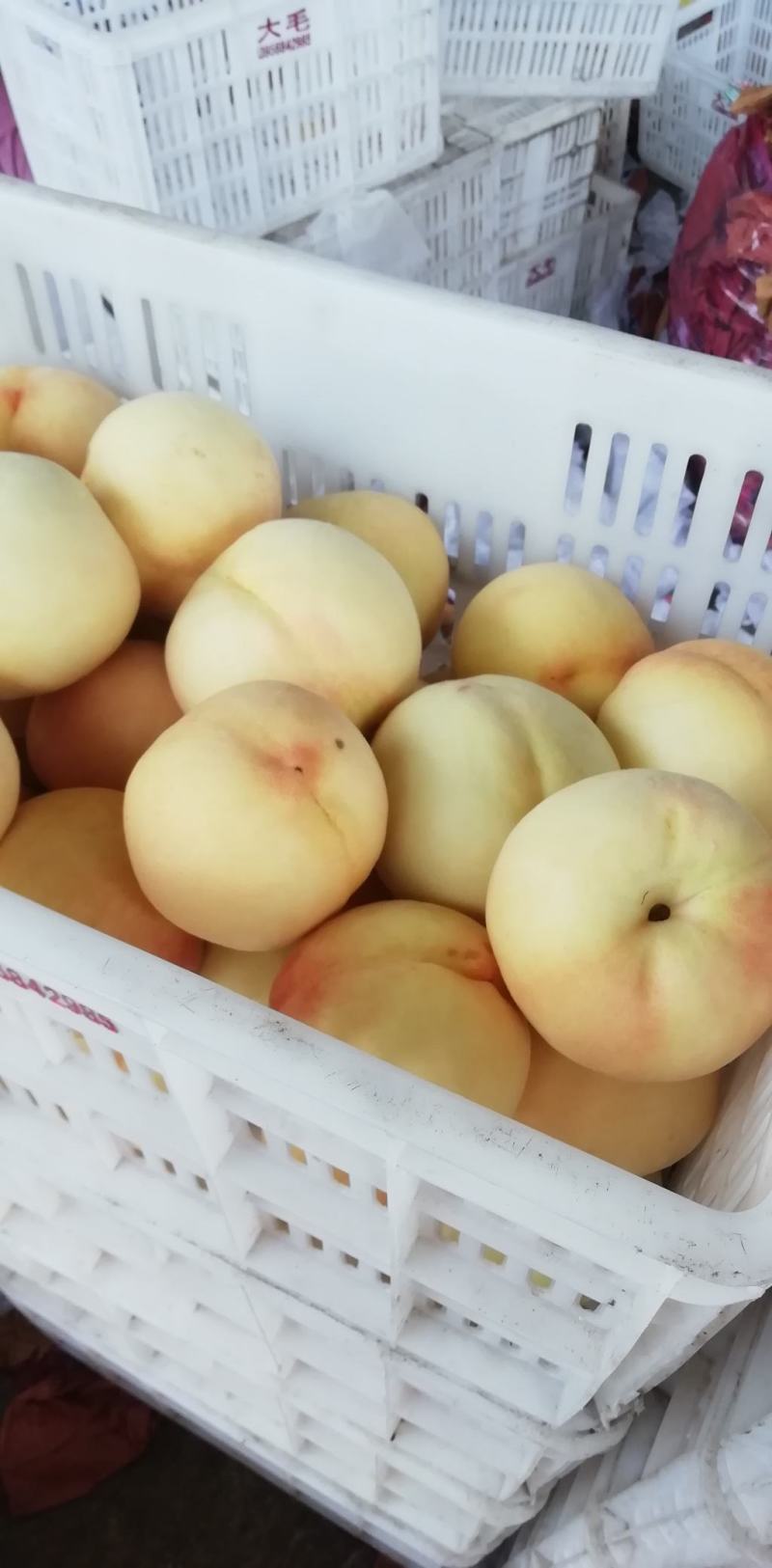 早生水蜜桃