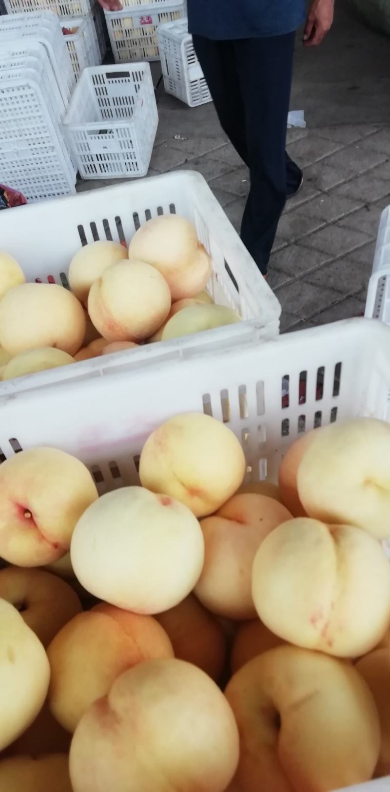 早生水蜜桃