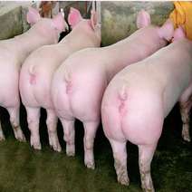 外三元仔猪品种纯，防疫完善，耐运输，全国免费运输