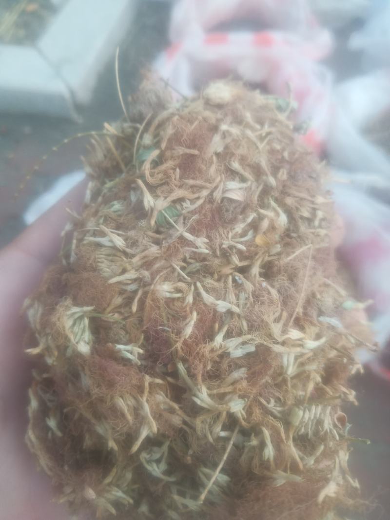 合欢花芙蓉花山东临沂产地直销新货颜色鲜黄干净无杂质