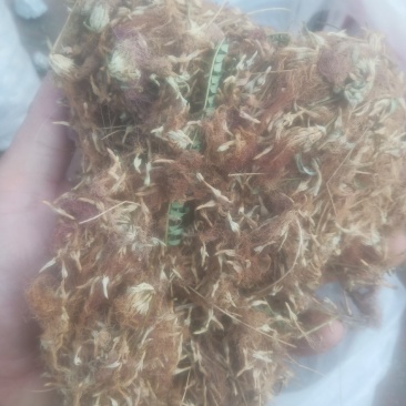 合欢花芙蓉花山东临沂产地直销新货颜色鲜黄干净无杂质