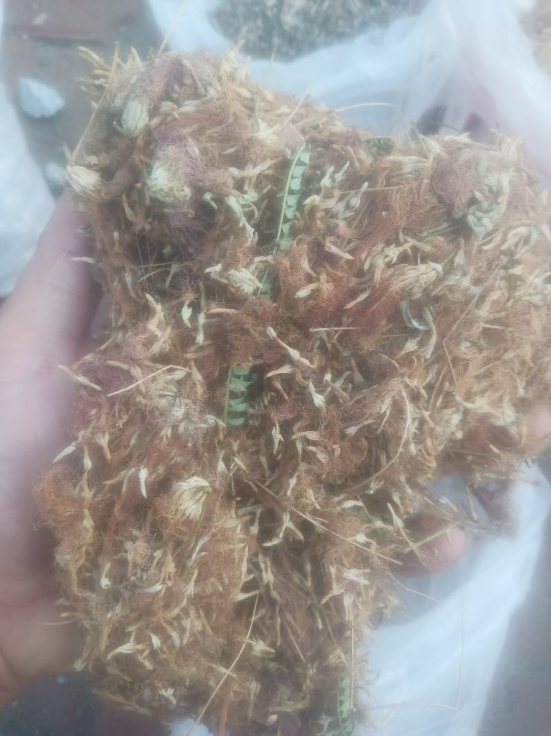 合欢花芙蓉花山东临沂产地直销新货颜色鲜黄干净无杂质