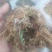 合欢花芙蓉花山东临沂产地直销新货颜色鲜黄干净无杂质