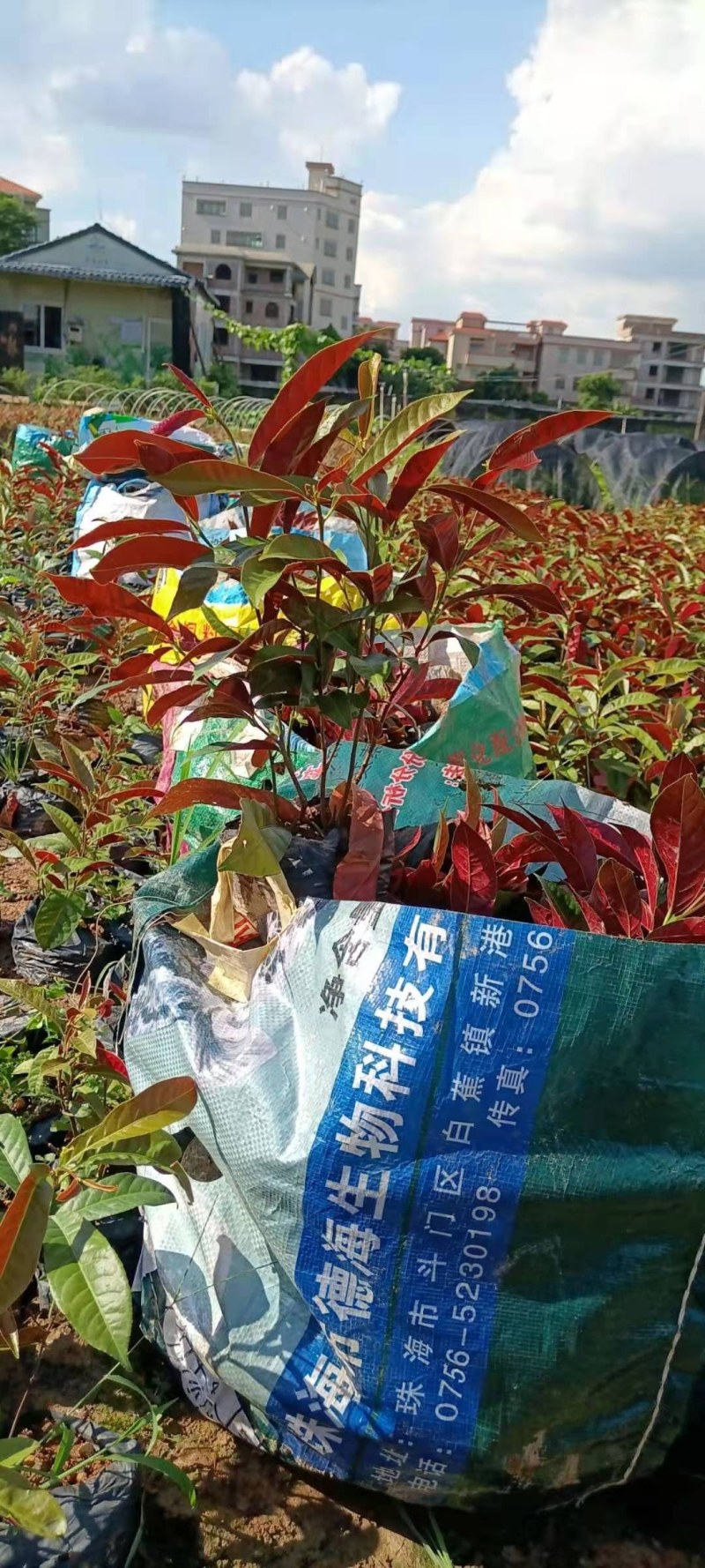 红背桂，产地直销，自家种植，观赏价值极高批发价