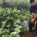 云南天山雪莲果现挖红土黄心气柱抖音电商社区团购一件代发